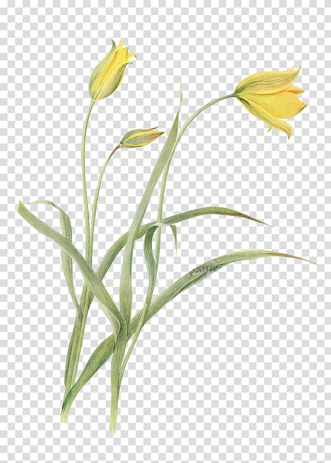Tulip Flower Houseplant Botany, Green floral material transparent background PNG clipart