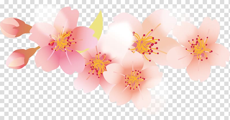 Petal Cherry blossom Cerasus, Cherry petals transparent background PNG clipart