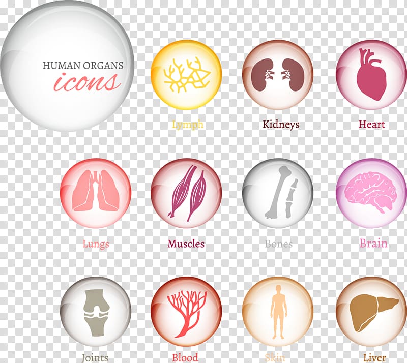 Human body Organ , character offal transparent background PNG clipart
