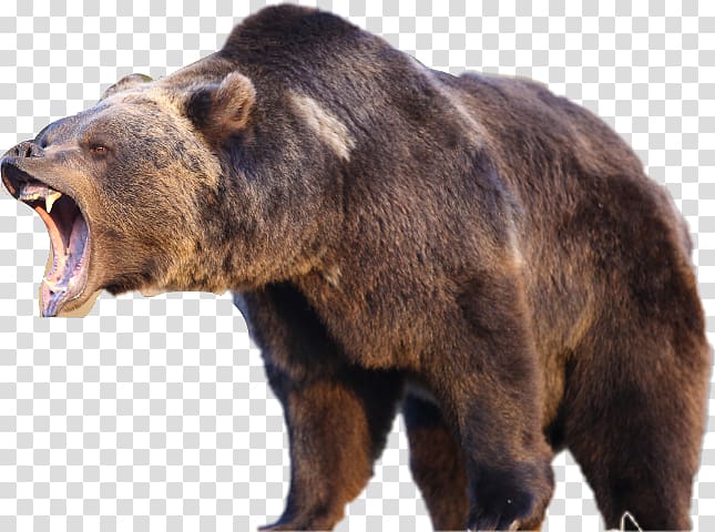 Yellowstone National Park American black bear Grizzly bear Polar bear, bear transparent background PNG clipart