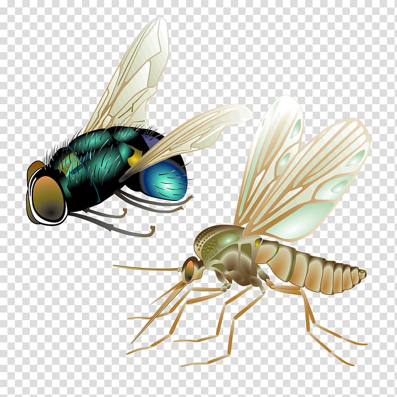 Mosquito Insect Fly , Cartoon Insects transparent background PNG clipart