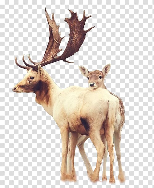 Samsung Galaxy S6 Deer iPhone 6 Plus , Horned deer transparent background PNG clipart