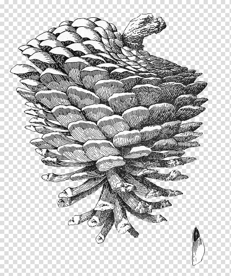Pine Drawing , pine cone transparent background PNG clipart