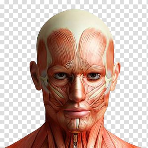 human facial muscular system art, Mark Main Anatomy Human body Facial muscles, Simulated stereoscopic brain meridian map transparent background PNG clipart