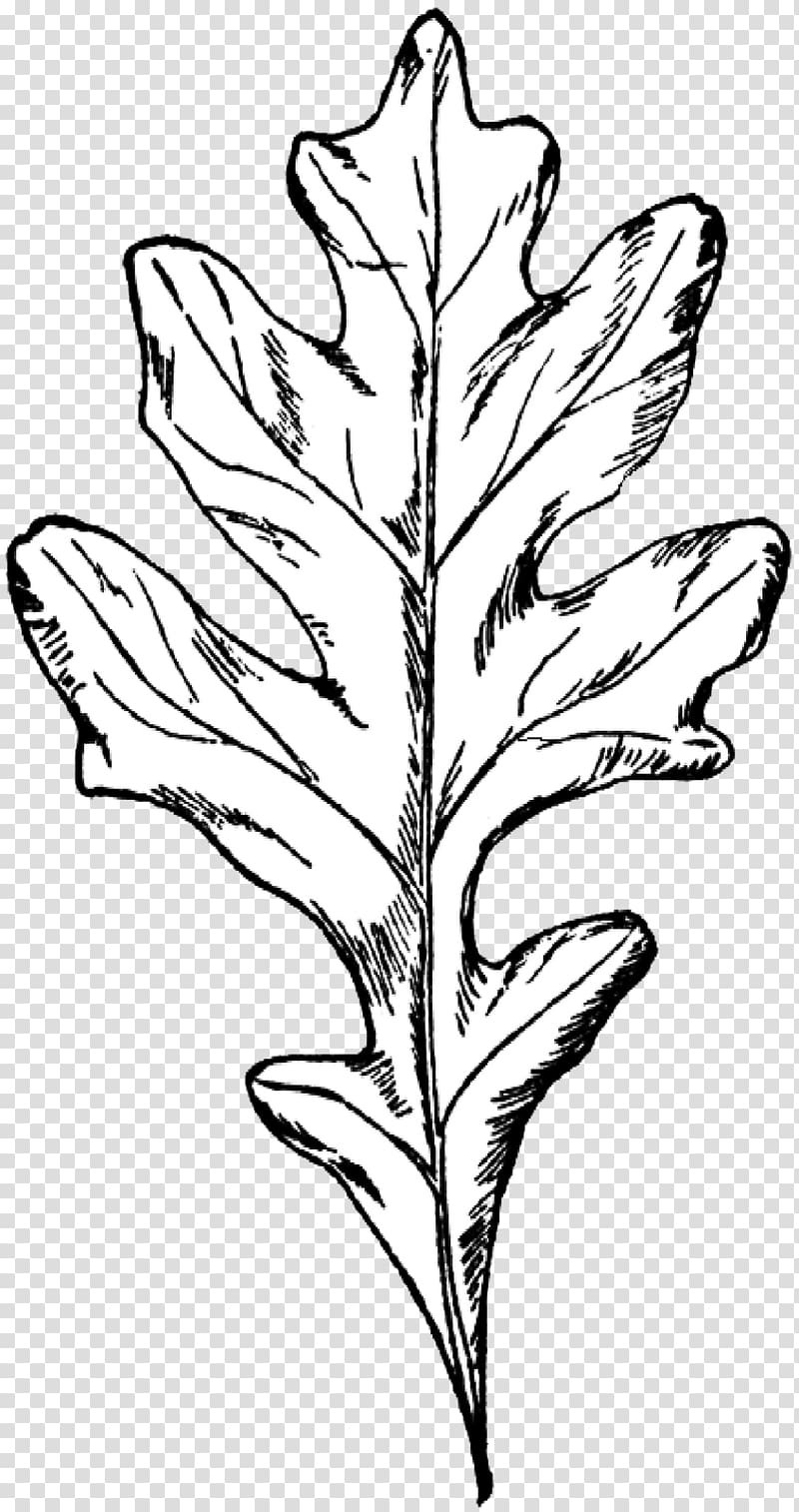 White oak Drawing Autumn leaf color Tree, oak transparent background PNG clipart