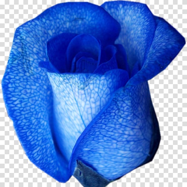 Blue rose Flower Color, rose transparent background PNG clipart