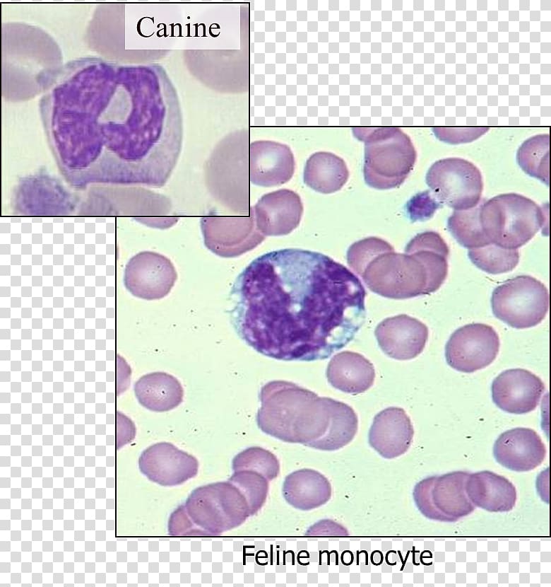 Monocyte Hematology Monocytosis Blood Dog, blood transparent background PNG clipart