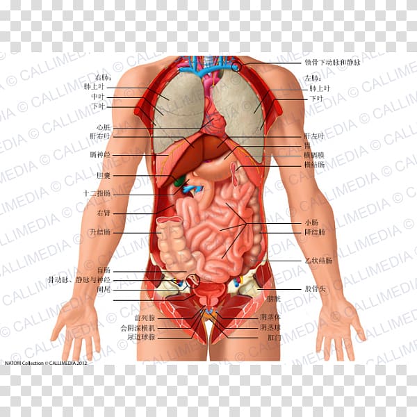 Abdomen Organ Anatomy Human body Thorax, Anatomi transparent background PNG clipart