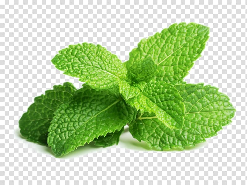 mint leaves, Peppermint Mentha spicata Herb Mojito Leaf, mojito transparent background PNG clipart