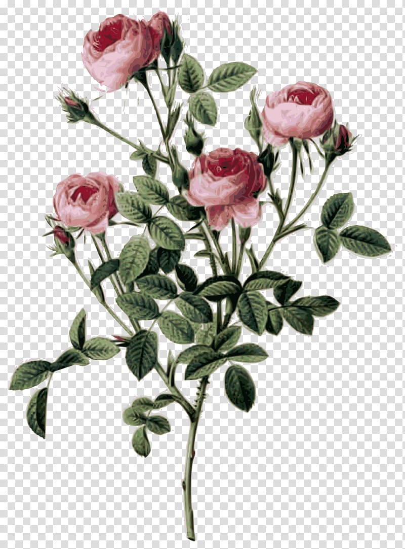 Choix des plus belles fleurs Botanical illustration Painting Art, painting transparent background PNG clipart
