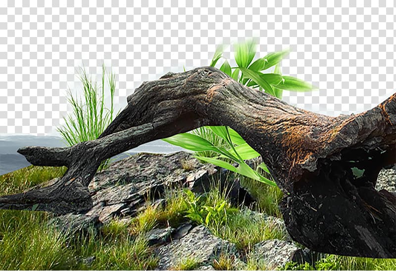Tree stump Trunk Euclidean , Old tree stump grass material transparent background PNG clipart