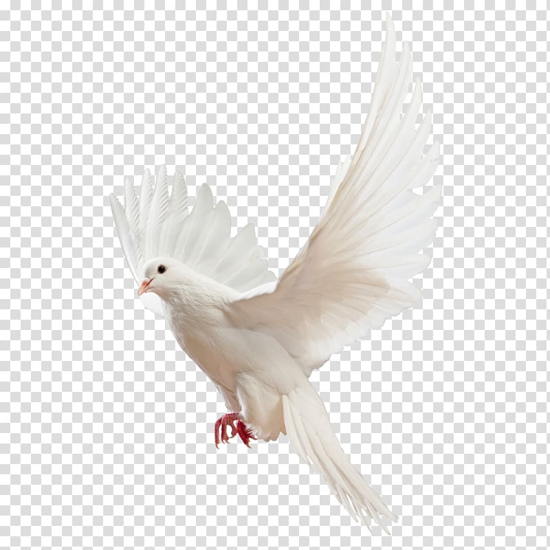 white dove, Homing pigeon Columbidae Religious Studies: Philosophy of Religion and Ethics, Pigeon Pigeon material transparent background PNG clipart