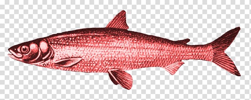 Kipper Red herring Smoked fish, others transparent background PNG clipart