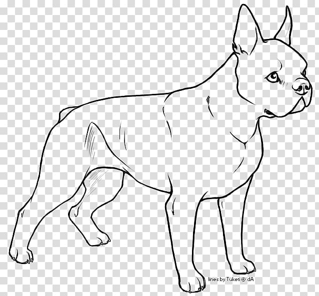 Dog breed Puppy Boston Terrier Non-sporting group Bull Terrier, real belldog transparent background PNG clipart