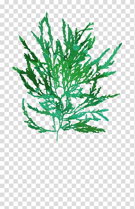 Twig Plant stem Leaf Line Aquarium, seaweed transparent background PNG clipart