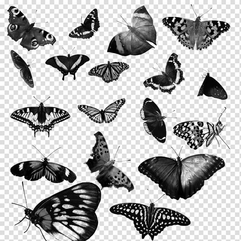 Nymphalidae Moth Butterfly De Brevitate Vitae Paper, butterfly transparent background PNG clipart