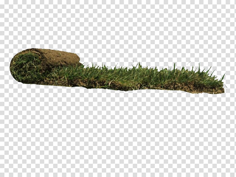 Lawn Grass Olea europaea var. europaea Roller Palmiers Prestige, grass transparent background PNG clipart