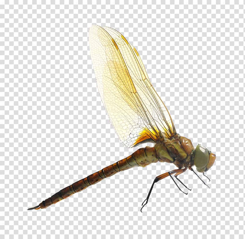brown dragonfly illustration, Dragonfly Insect Mosquito , dragonfly transparent background PNG clipart