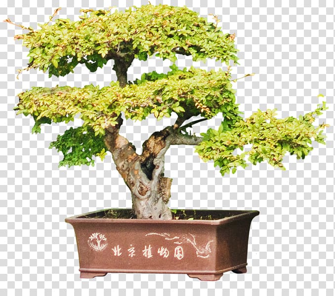 Chinese sweet plum Flowerpot Tree Sageretia, others transparent background PNG clipart