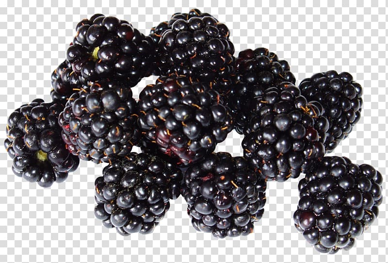 Blackberry transparent background PNG clipart