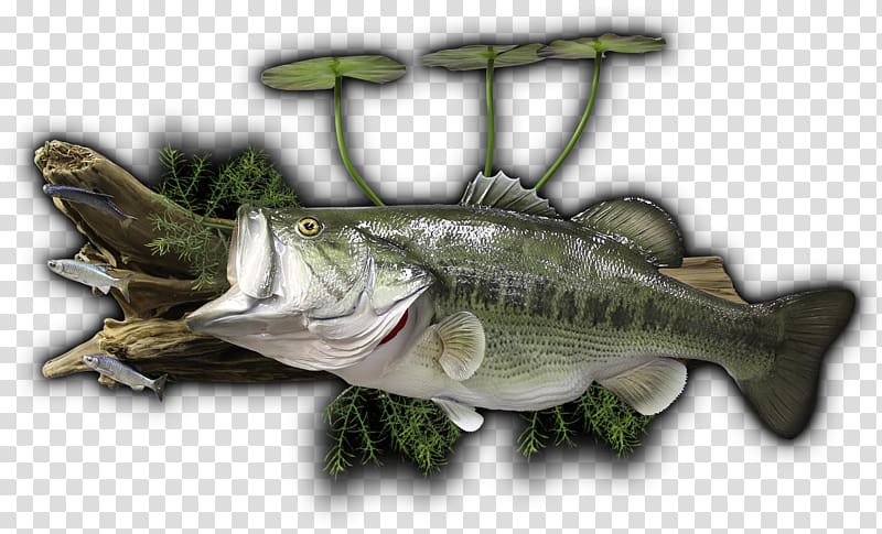 Barramundi Perch Bass guitar, largemouth bass transparent background PNG clipart