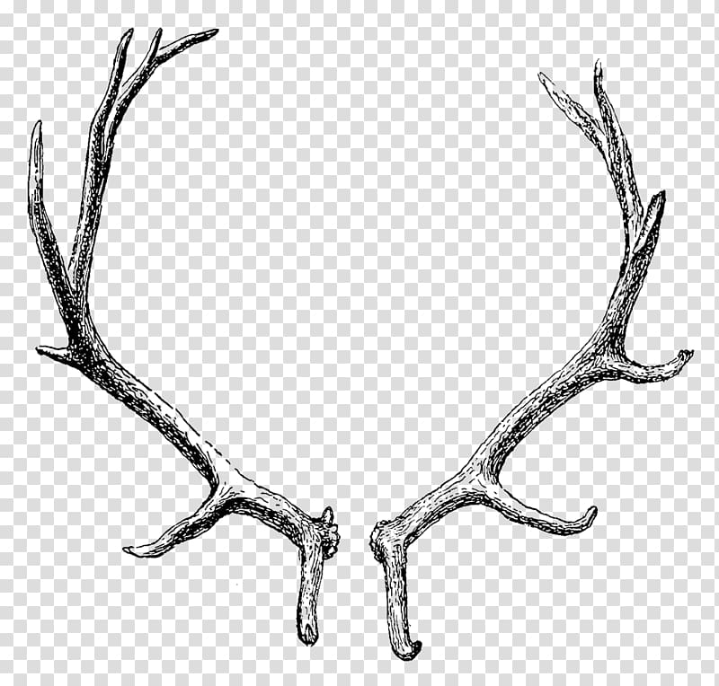 Reindeer Elk Moose Antler, deer transparent background PNG clipart