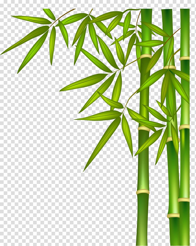 green bamboo illustration, Green bamboo transparent background PNG clipart