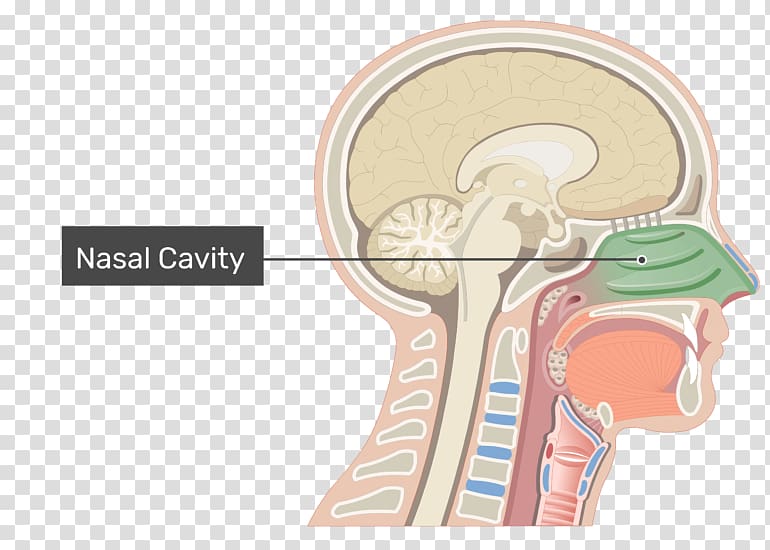 Nasal cavity Anatomy of the human nose, nose transparent background PNG clipart