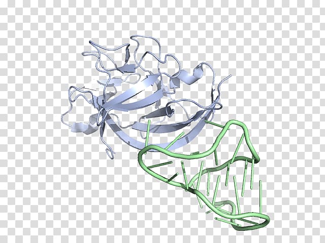 Illustration Sketch Line art Graphic design, salmonella bacteria growth transparent background PNG clipart