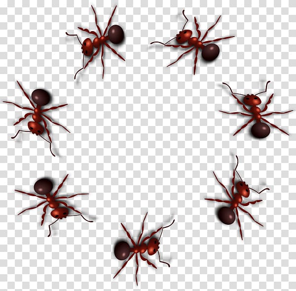 Black carpenter ant Insect , ants transparent background PNG clipart
