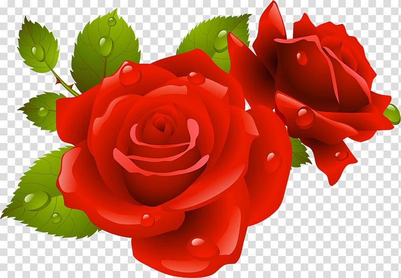 Rose , rosa roja transparent background PNG clipart