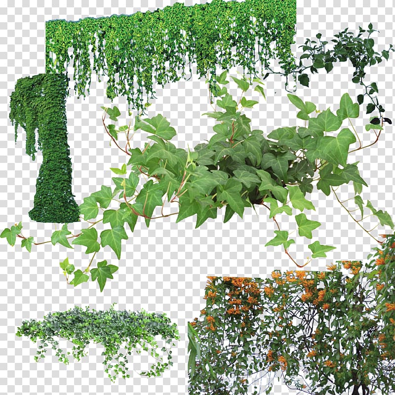 green leaf vines, Houseplant Vine Flower No, Green flower vine transparent background PNG clipart