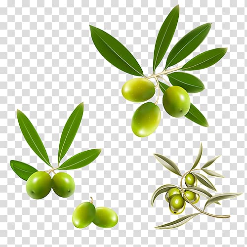 Mediterranean cuisine Olive leaf Olive oil, Olive Fruits transparent background PNG clipart