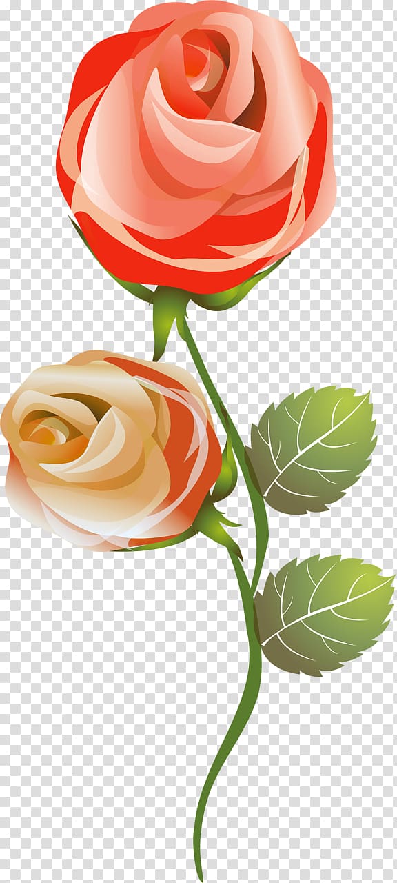 Garden roses French rose Flower garden Cut flowers, flower transparent background PNG clipart