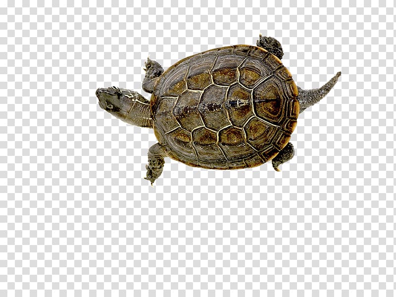 Box turtles Raster graphics Tortoise , tortuga transparent background PNG clipart