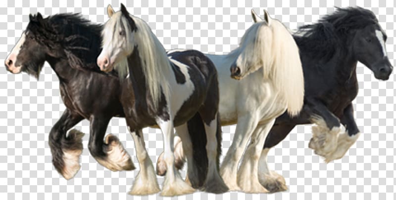 Mustang Gypsy horse Stallion Konik Cob, mustang transparent background PNG clipart