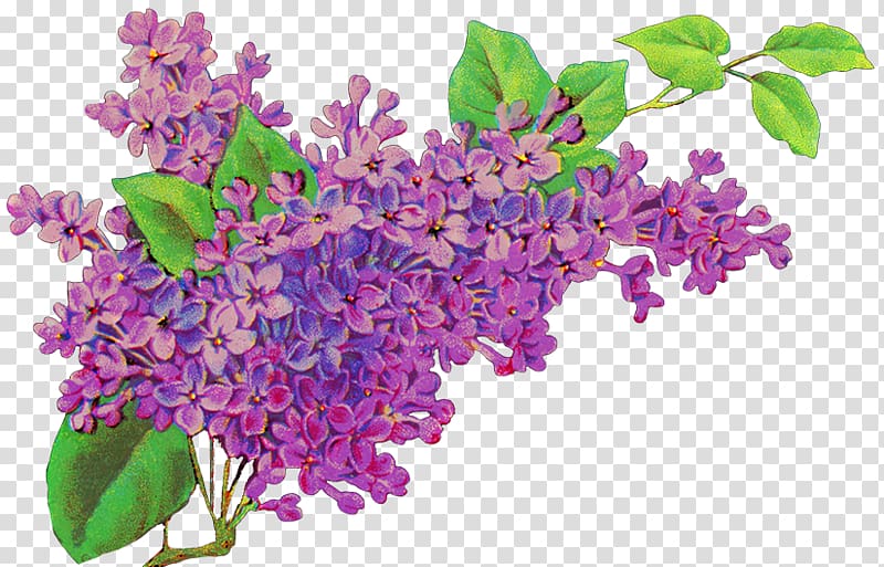 Common lilac Flower Purple Lavender, lilac flower transparent background PNG clipart