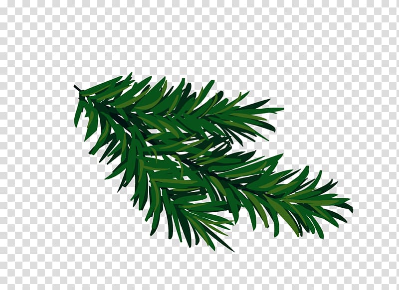 Spruce Fir Tree , pine branches transparent background PNG clipart