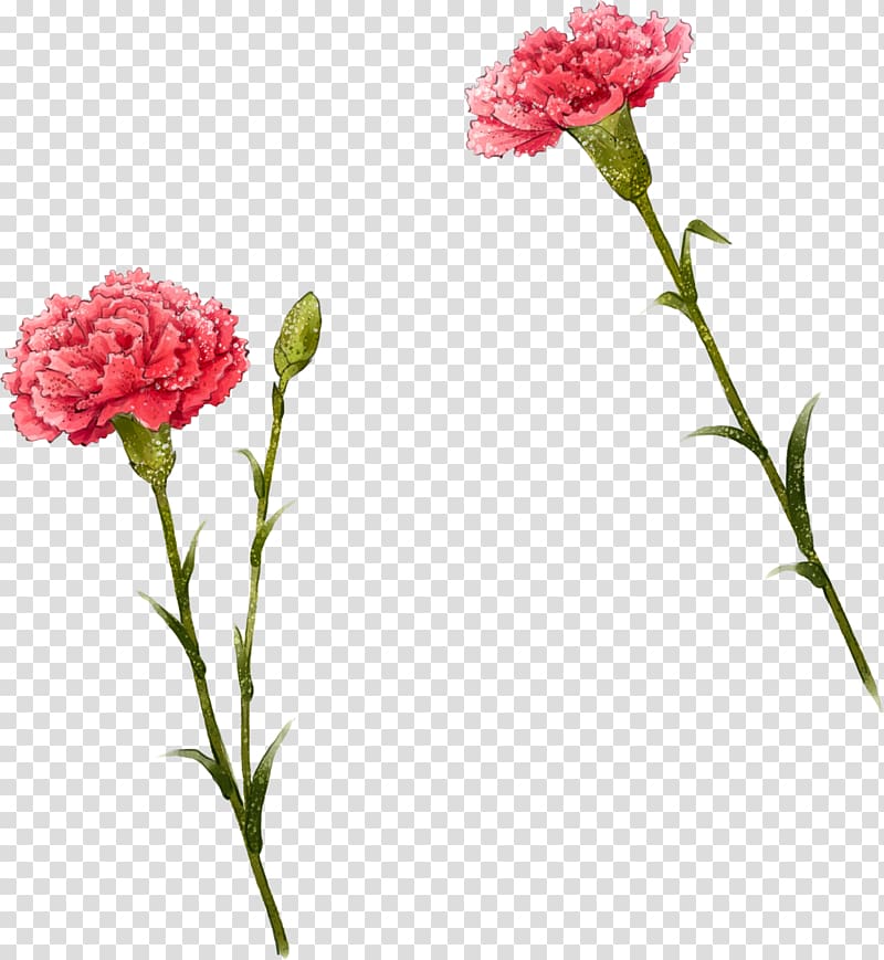 pink carnation flowers illustration, Carnation Flower Illustration, Cute i transparent background PNG clipart