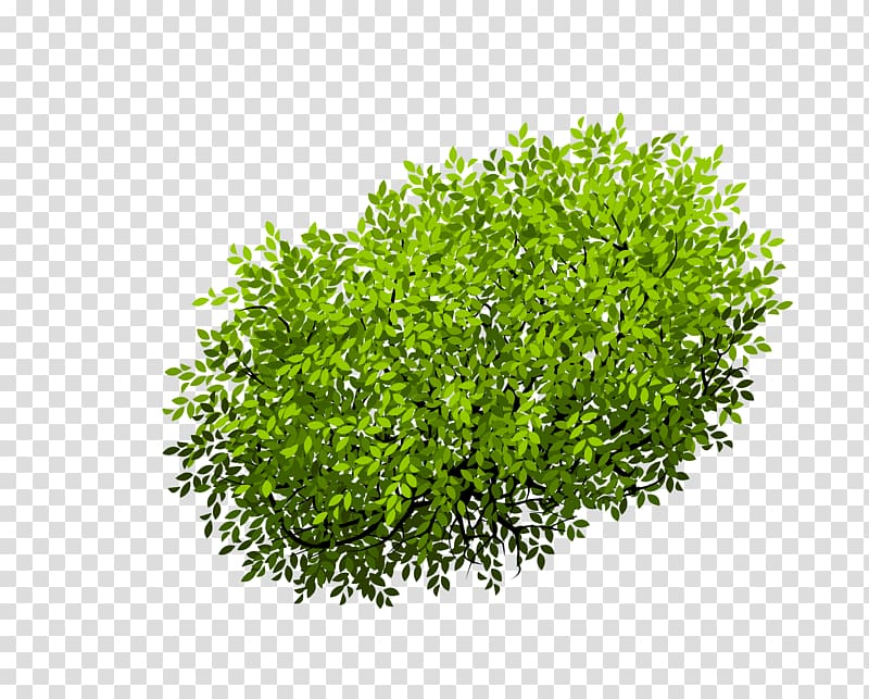 green grass illustration, Euclidean Shrub Tree, Bush transparent background PNG clipart
