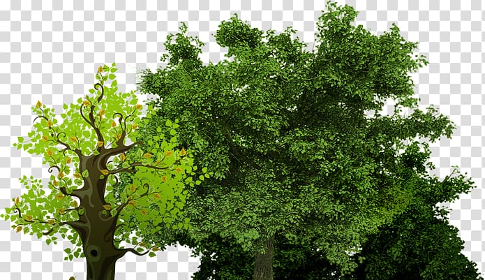 Tree English oak Crown, tree transparent background PNG clipart