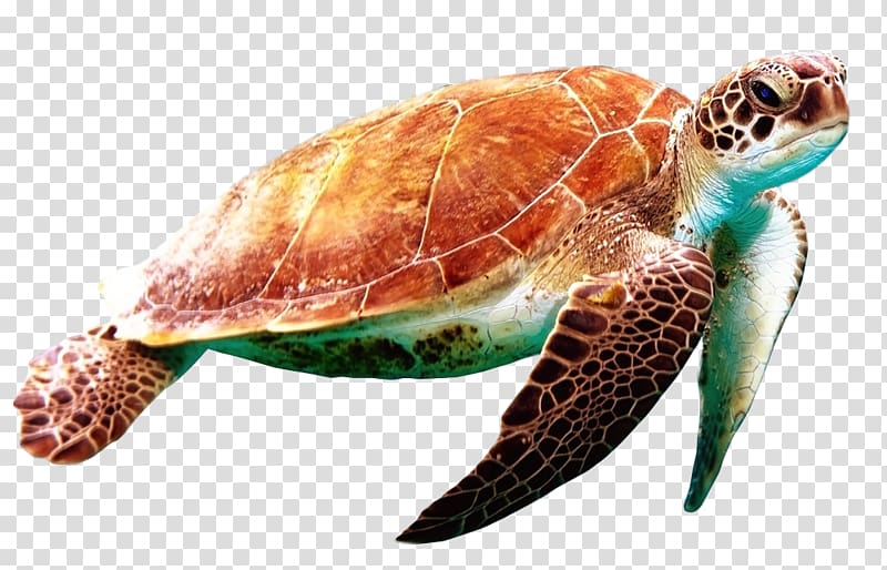 turtle illustration, Green sea turtle World Turtle Day, Sea turtle transparent background PNG clipart