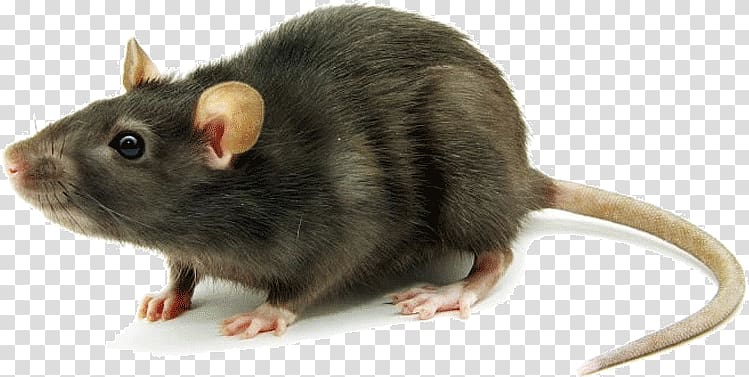 Fancy mouse Rodent Brown rat Black rat, pest control transparent background PNG clipart