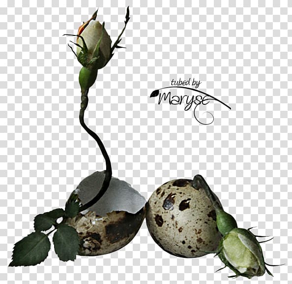 Flower bouquet Easter egg Plant stem, Birth transparent background PNG clipart