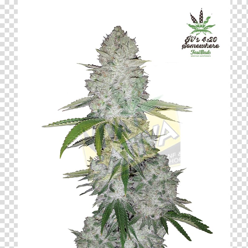 Gorilla Glue Autoflowering cannabis Seed White Widow Marijuana, sativa transparent background PNG clipart