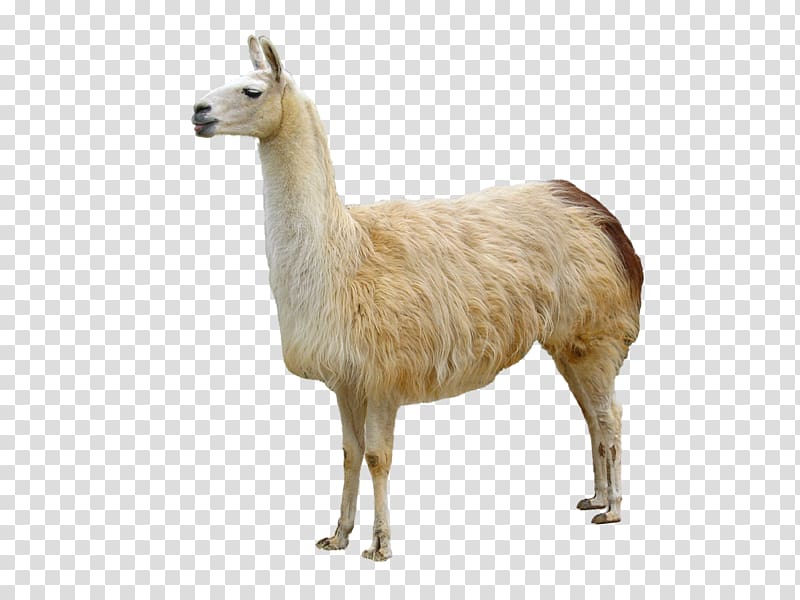 Llama Animal Domestication Bactrian camel, others transparent background PNG clipart