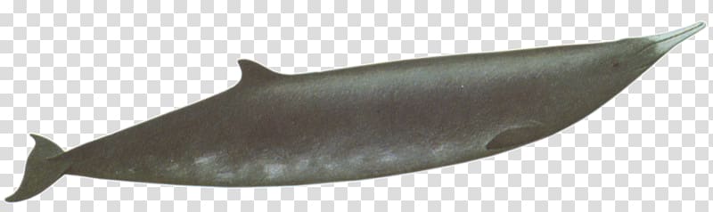 Porpoise Marine mammal Cetacea Dolphin Fish, whale transparent background PNG clipart