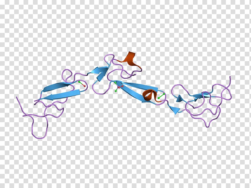 EMR2 CD97 Cluster of differentiation EGF-like domain Epidermal growth factor, immune system transparent background PNG clipart