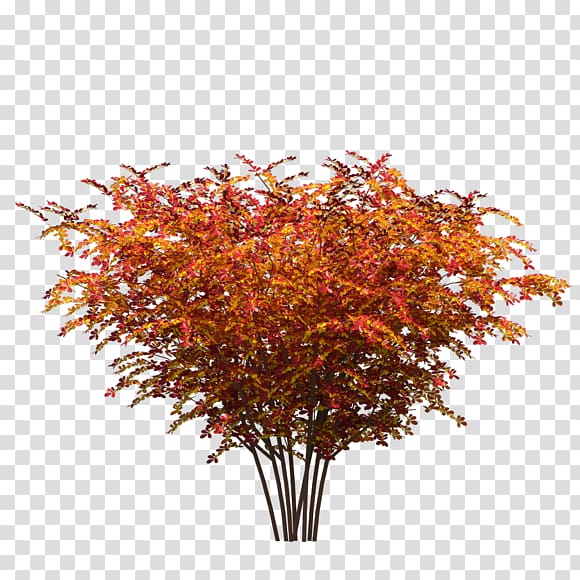 Red maple Tree Maple leaf Plant, tree transparent background PNG clipart