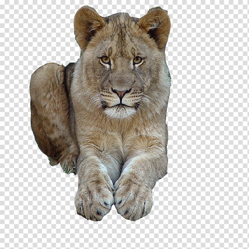 East African lion Cat Tiger Felidae Mammal, Cat transparent background PNG clipart